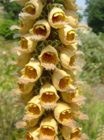 Digitalis ferruginea